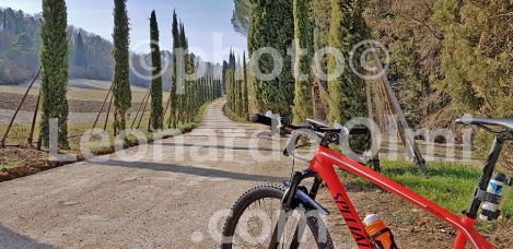 Italy, Tuscany, Florence, Chianti, cypress, bicycle 20180228_111956 bis copy