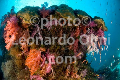 Thailand, Similan islands, soft corals DSC_1662 TIF copia copy
